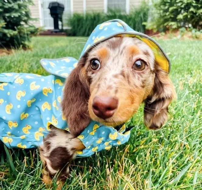 Rubber Duck London Raincoat